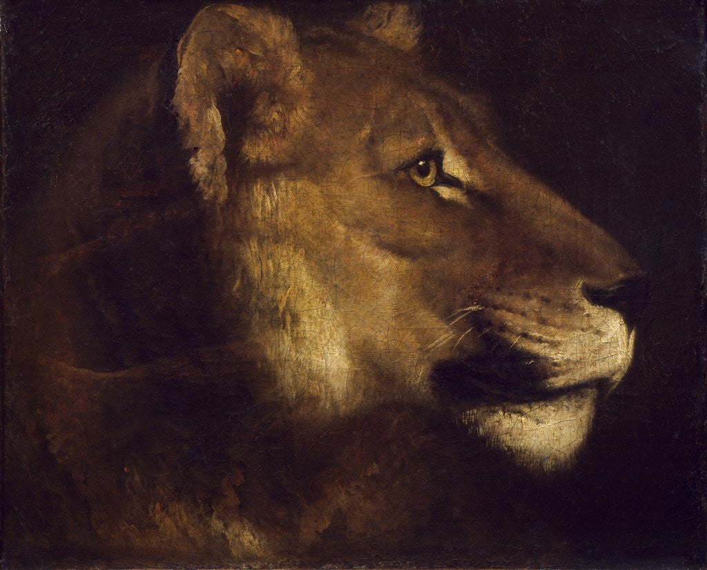 Detail of Head of lioness by Theodore Gericault