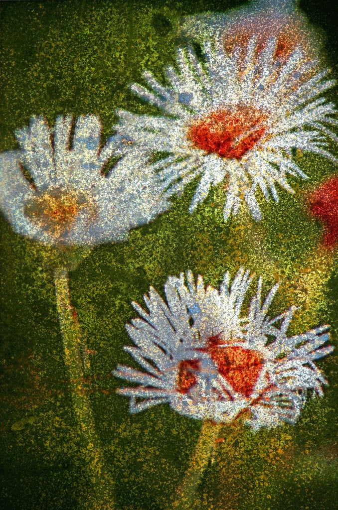 Detail of Daisies by Anonymous