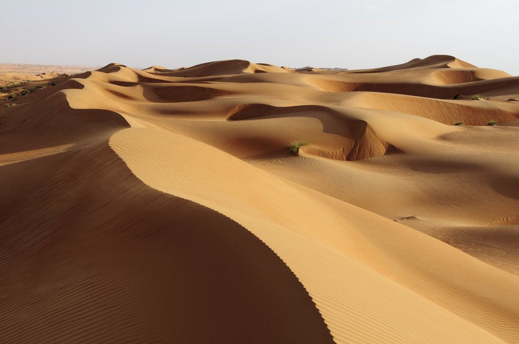 Detail of Desert sand dunes by Corbis