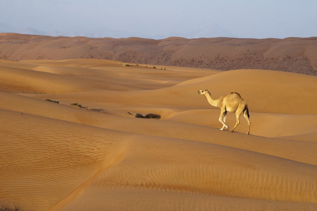 Detail of A wild camel walking on sand dunes. by Anonymous