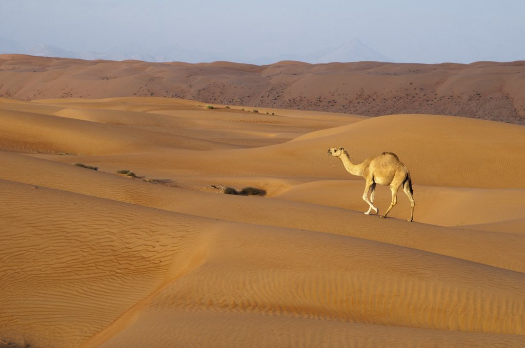 Detail of A wild camel walking on sand dunes. by Corbis