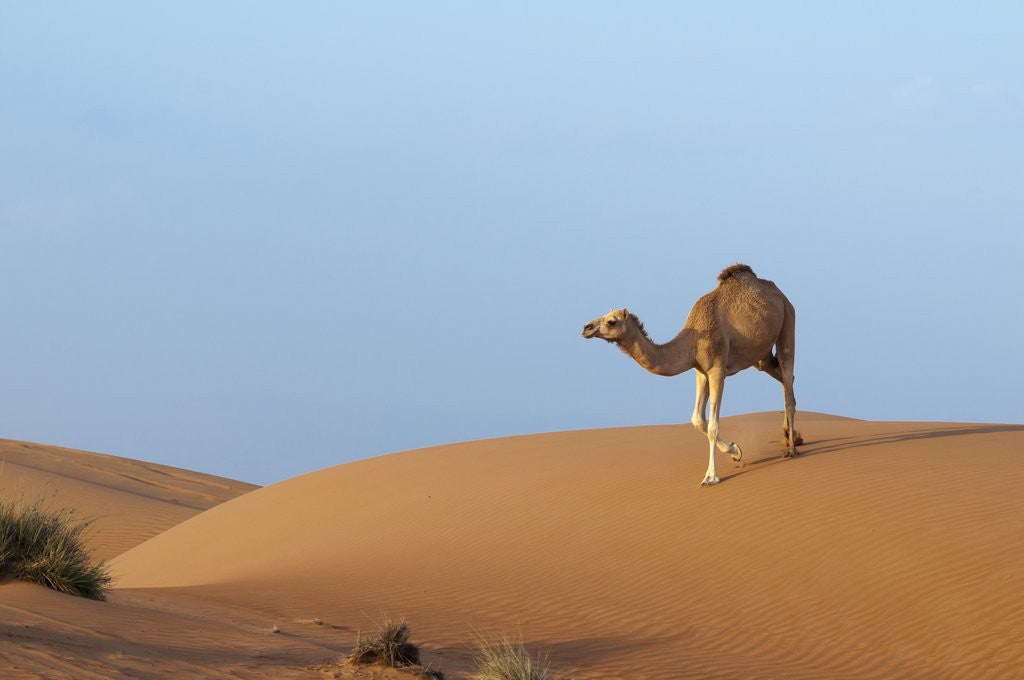 Detail of A wild camel walking on sand dunes. by Anonymous