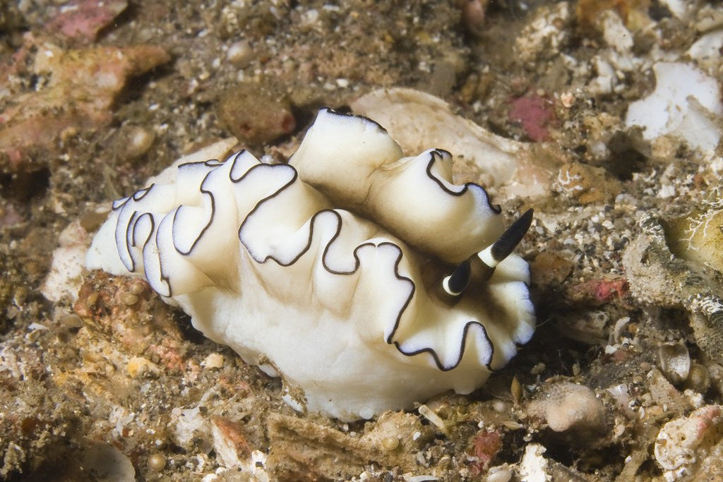 Detail of Dark Margin Glossodoris by Anonymous