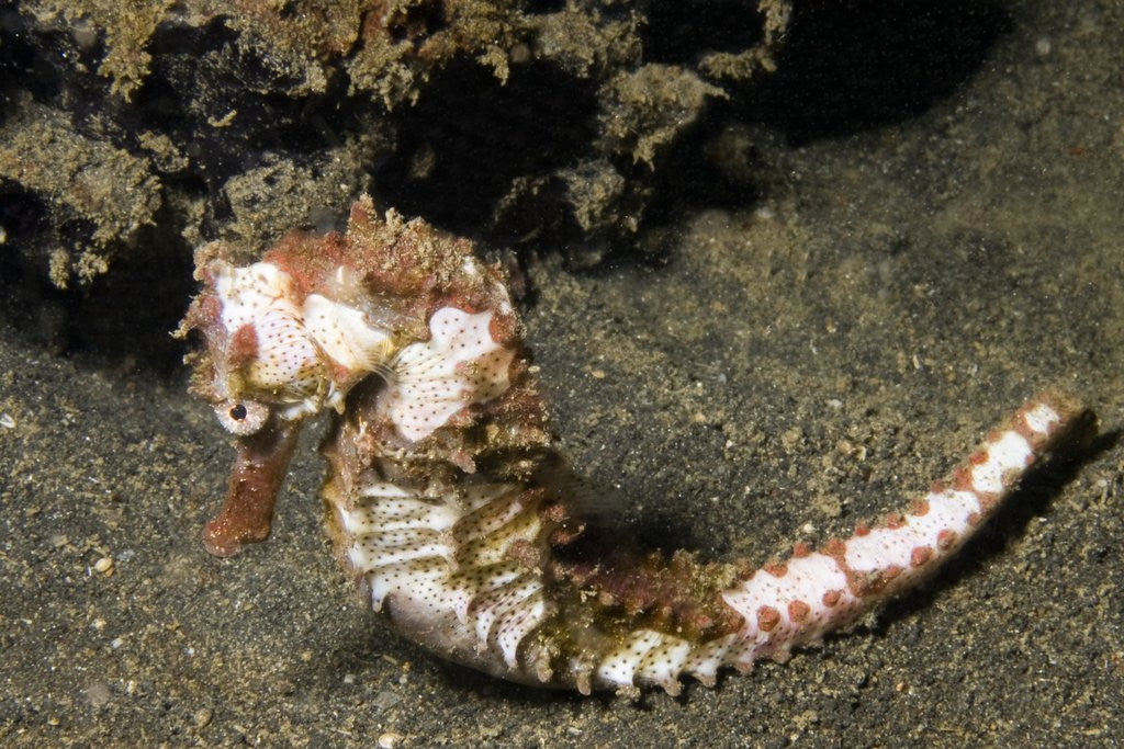 Detail of Thorny Seahorse by Anonymous