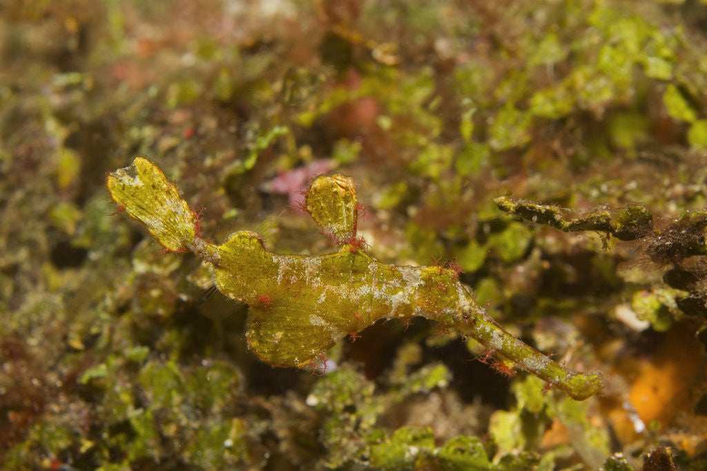 Detail of Halimeda Ghost Pipefish by Anonymous