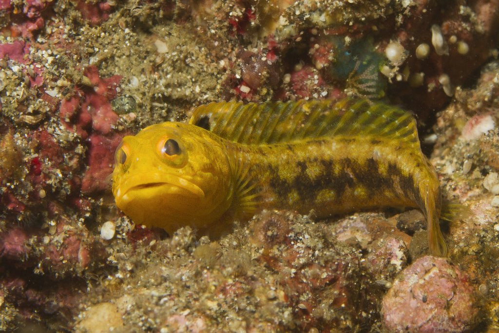 Detail of Female Variable Jawfish by Anonymous