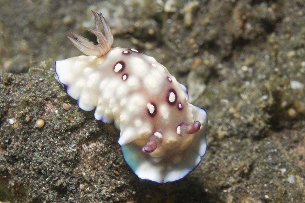 Detail of Bus Stop Chromodoris by Anonymous