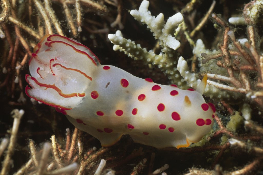 Detail of Celyon Gymnodoris by Anonymous