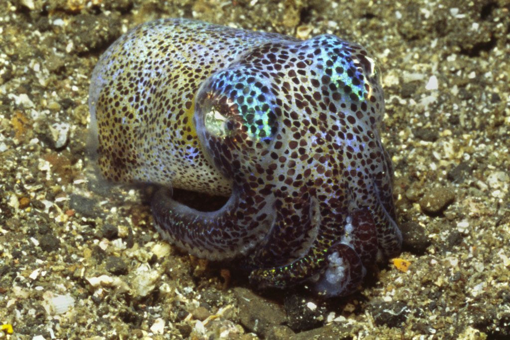 Detail of Berry's Bobtail Squid by Corbis