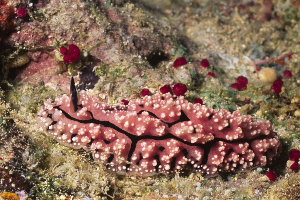 Detail of Krempf's Phyllidiopsis by Anonymous