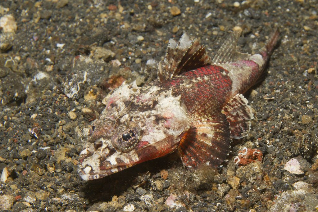 Detail of Spiny Flathead by Anonymous