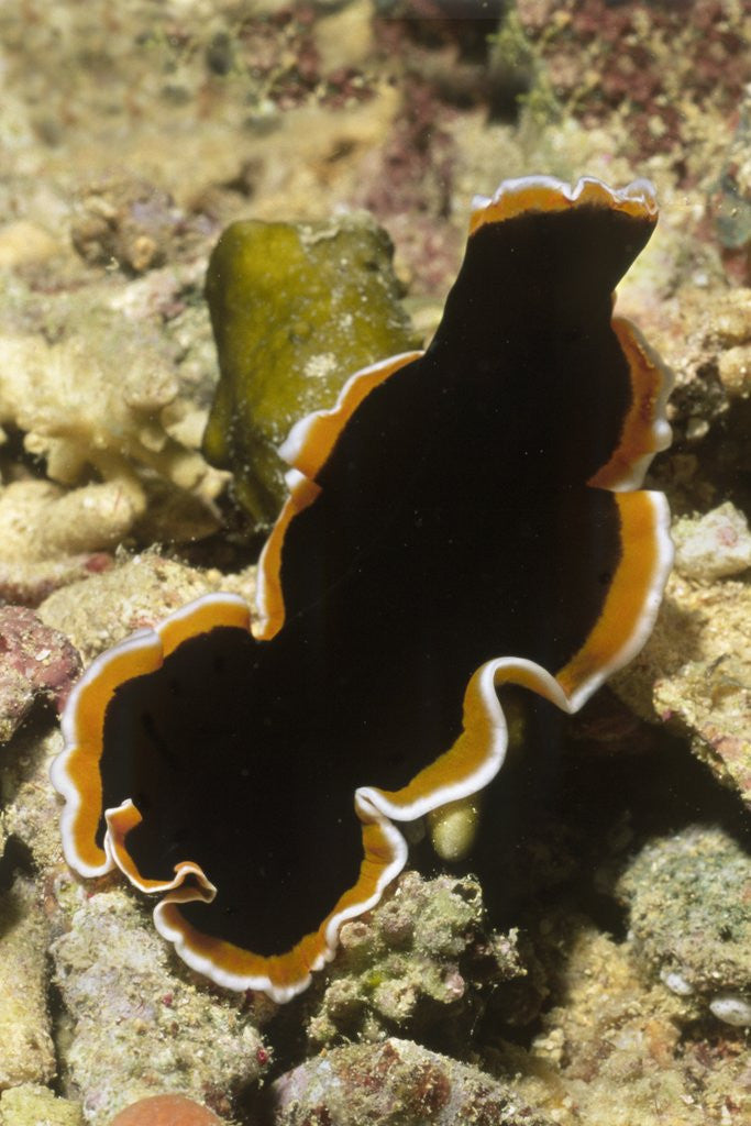 Detail of Hancock's Flatworm by Anonymous
