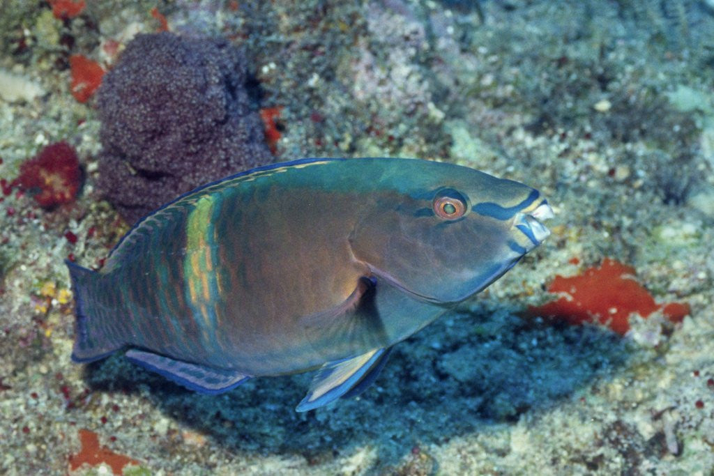Detail of Yellowbar Parrrotfish by Anonymous