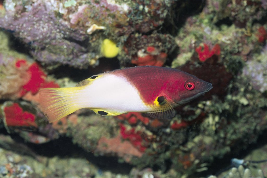 Detail of Axilspot Hogfish by Anonymous