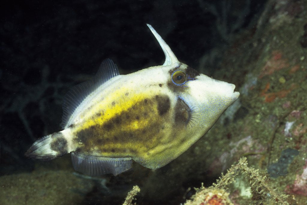 Detail of Spectacled Filefish by Anonymous