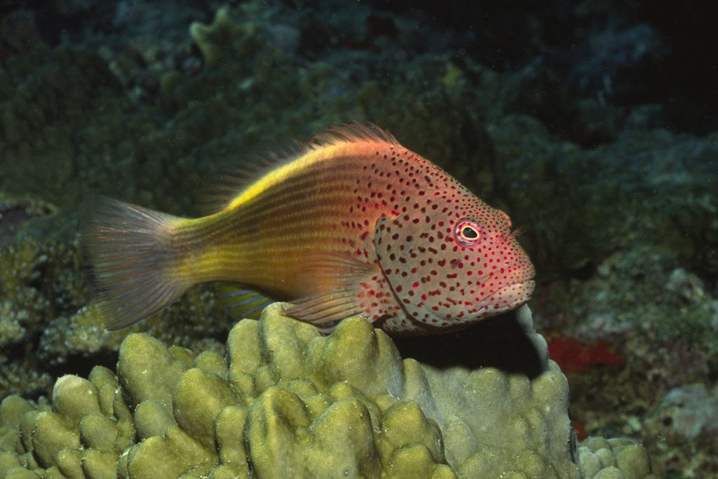 Detail of Freckled Hawfish by Anonymous
