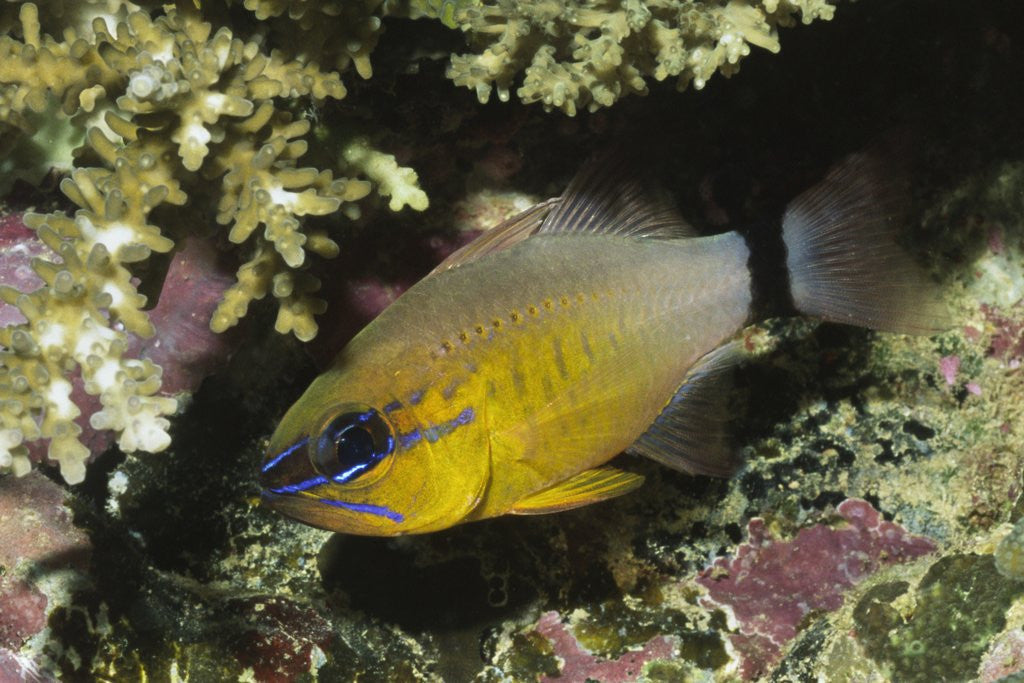 Detail of Ringtailed Cardinalfish by Anonymous