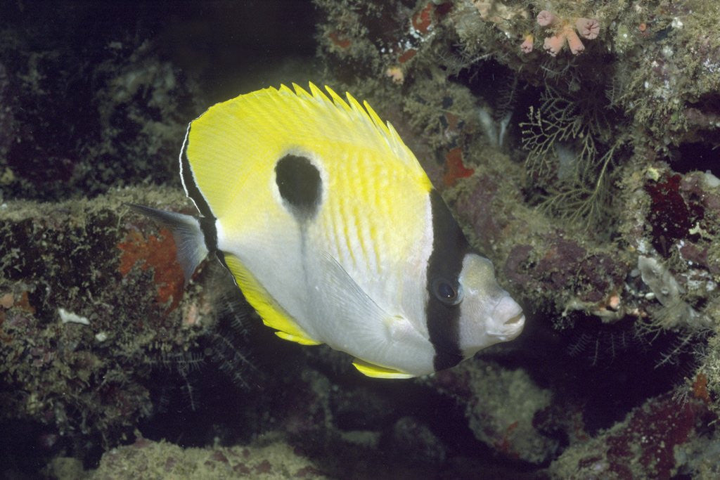 Detail of Teardrop Butterflyfish by Anonymous