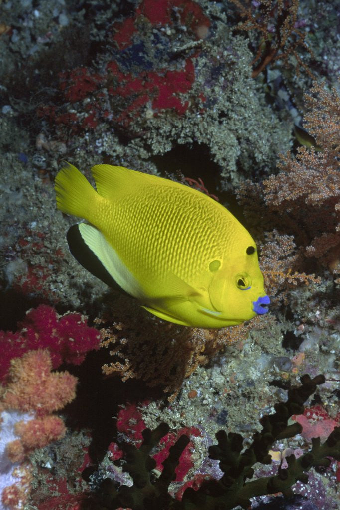 Detail of Three-Spot Angelfish by Anonymous