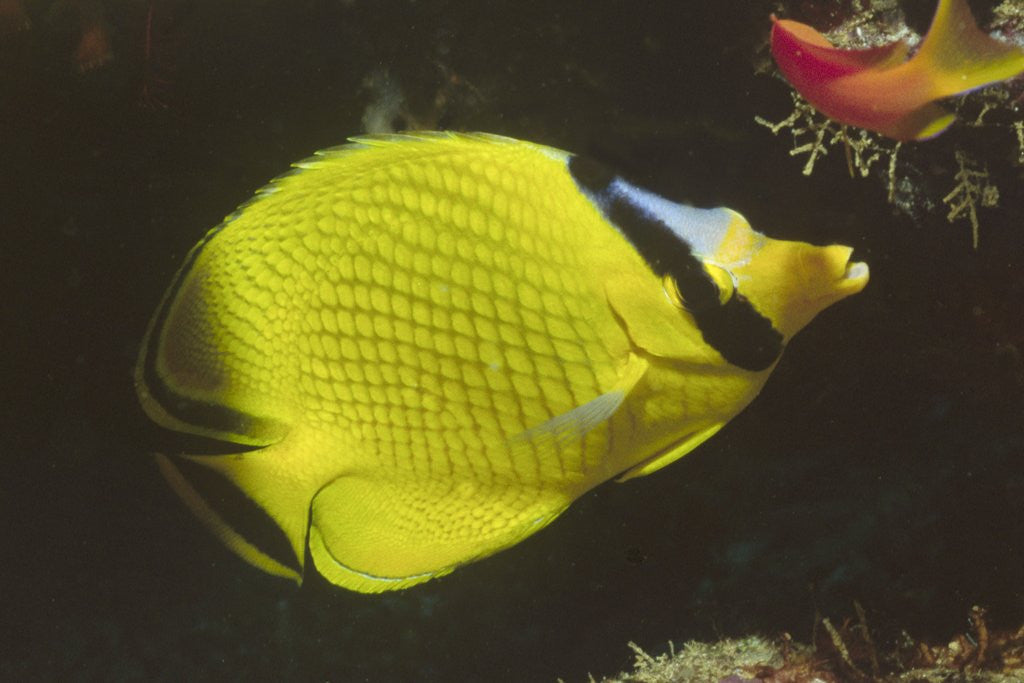 Detail of Latticed Butterflyfish by Anonymous