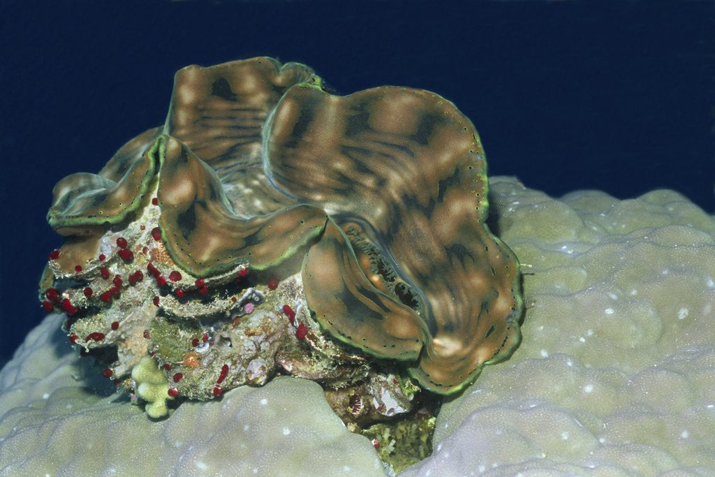 Detail of Fluted Giant Clam by Anonymous