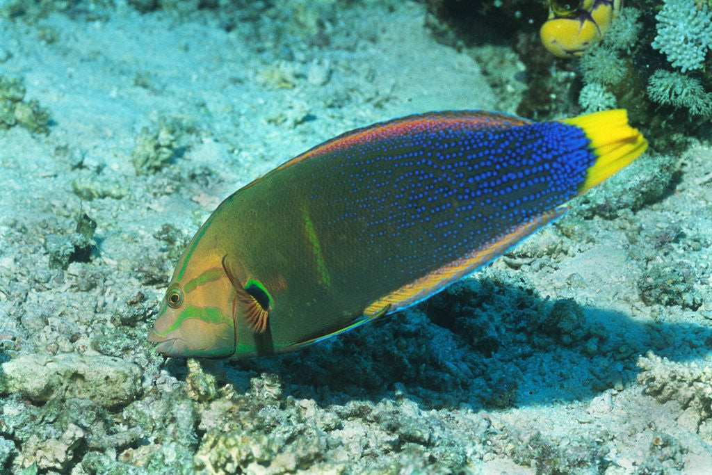 Detail of Yellowtail Coris-intermediate phase by Anonymous