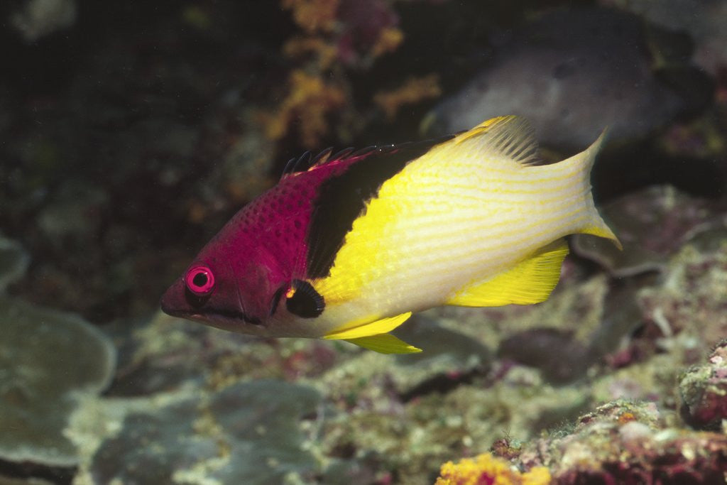 Detail of Blackbelt Hogfish by Anonymous