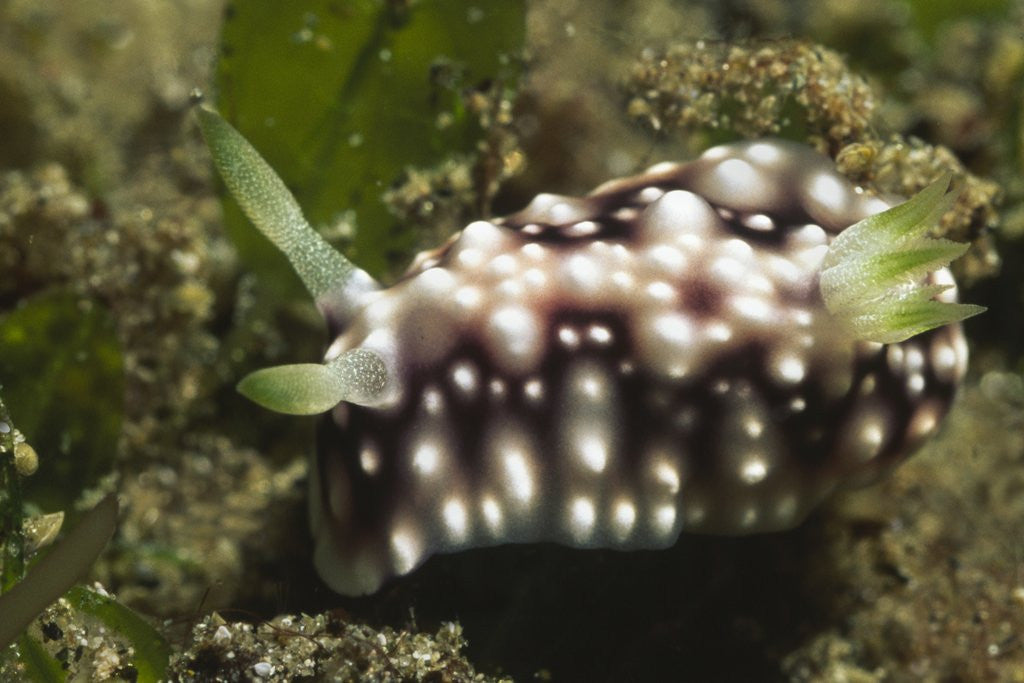 Detail of Geometric Chromodoris by Anonymous
