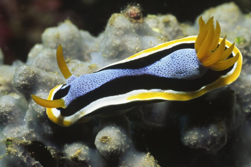 Detail of Anna's Chromodoris by Anonymous