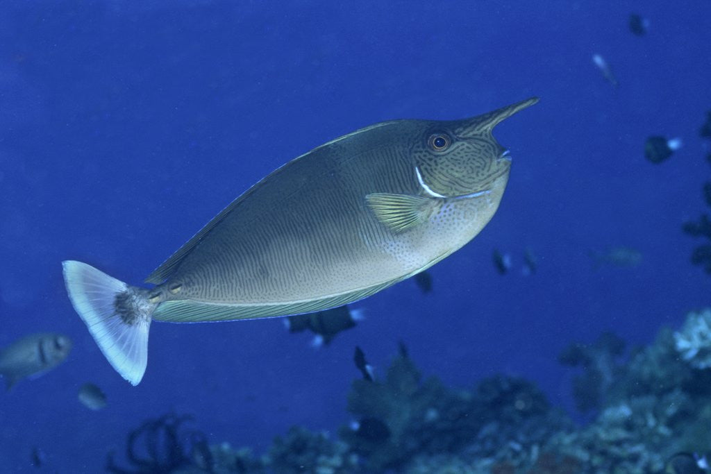 Detail of Spotted Unicornfish by Anonymous