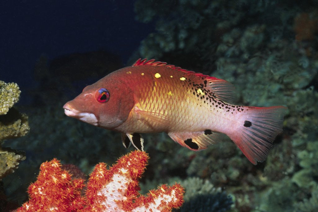 Detail of Diana's Hogfish by Anonymous