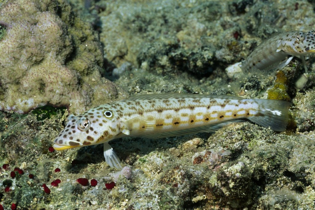 Detail of Latticed Sandperch by Anonymous