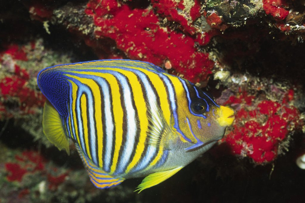Detail of Regal Angelfish by Anonymous