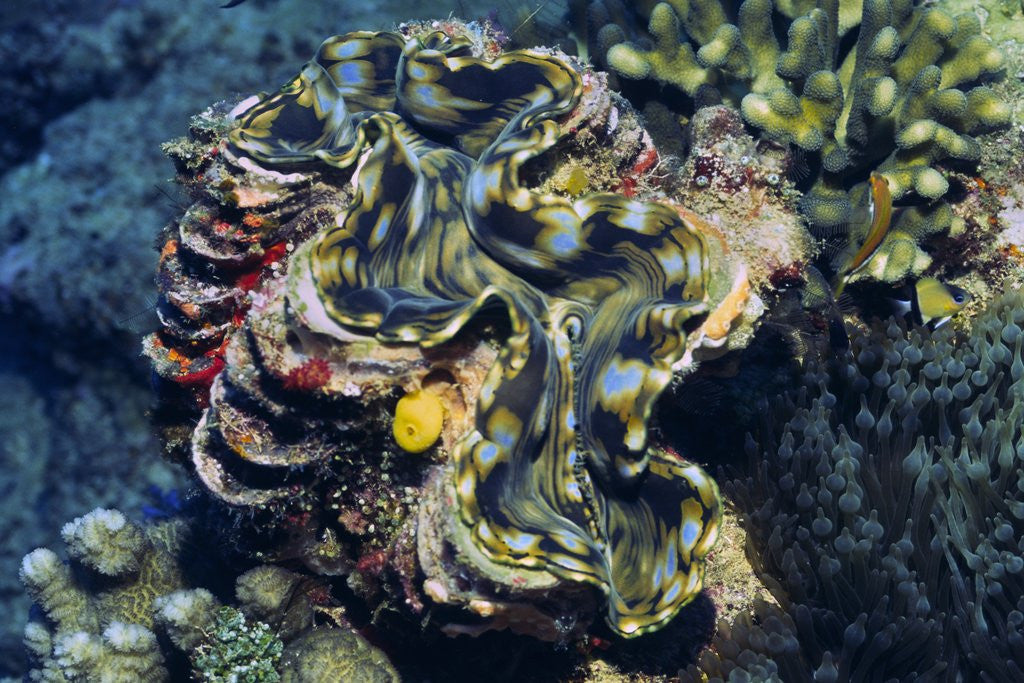 Detail of Giant Fluted Clam by Anonymous