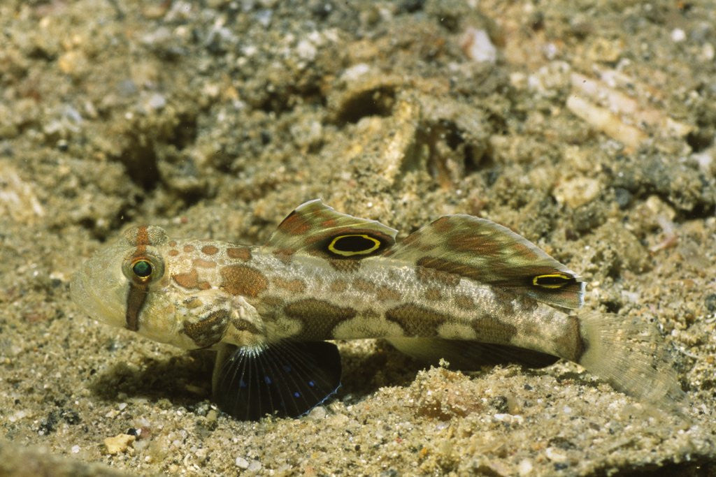 Detail of Signal Goby by Anonymous