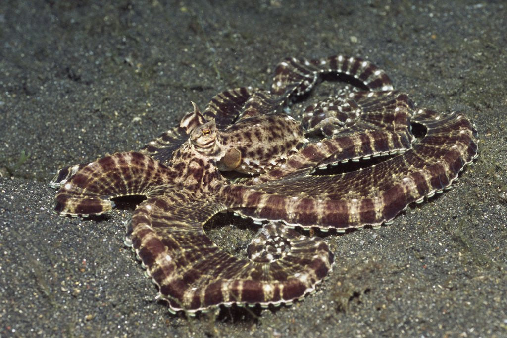 Detail of Mimic Octopus by Anonymous