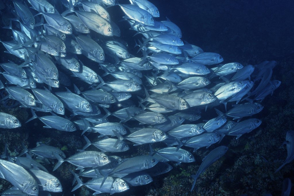 Detail of School of Bigeye Trevally by Anonymous
