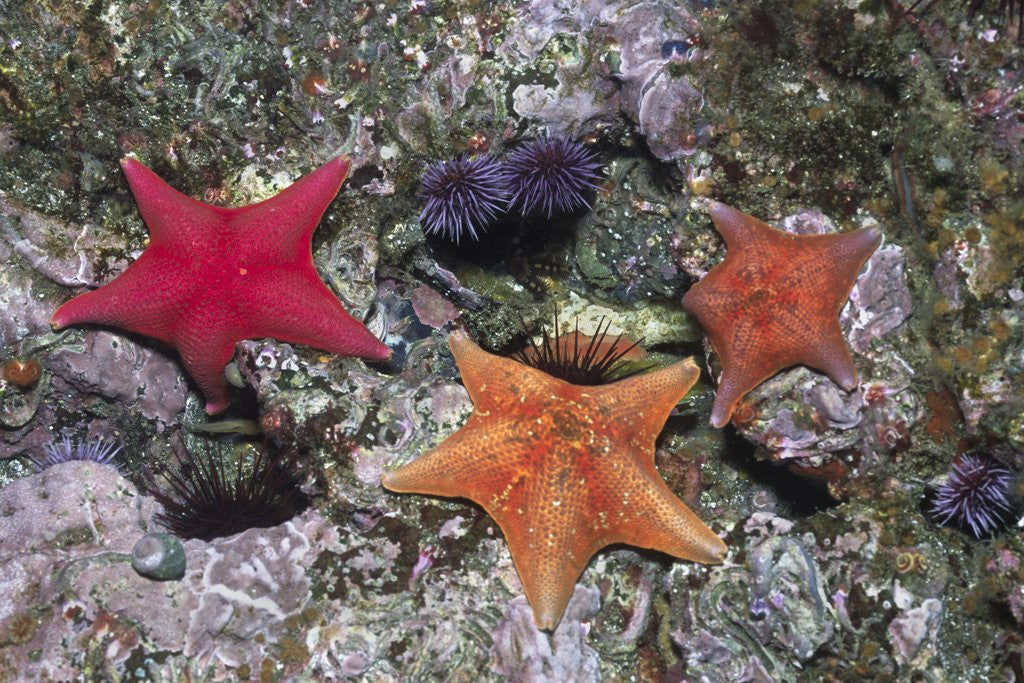 Detail of Bat Stars with Purple Sea Urchins by Corbis