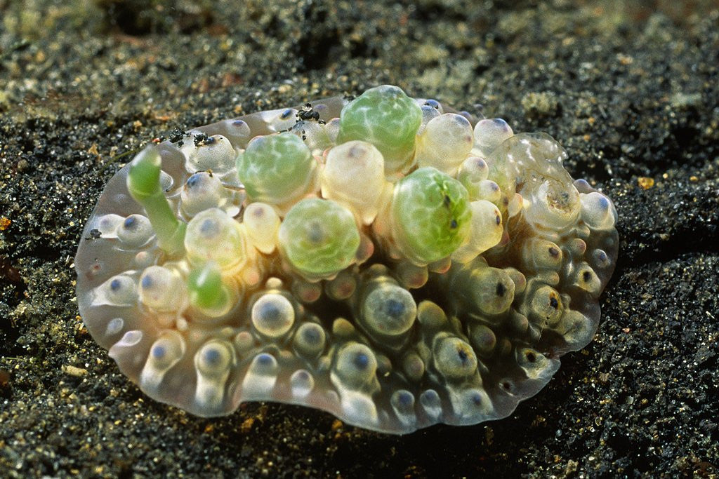 Detail of Bumpy Dendrodoris by Anonymous