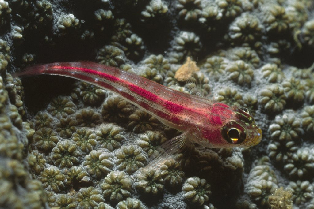 Detail of Stonycoral Ghostgoby by Anonymous