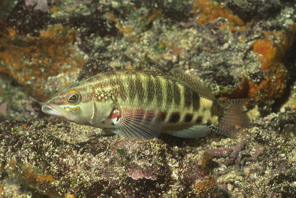 Detail of Barred Serrano by Anonymous