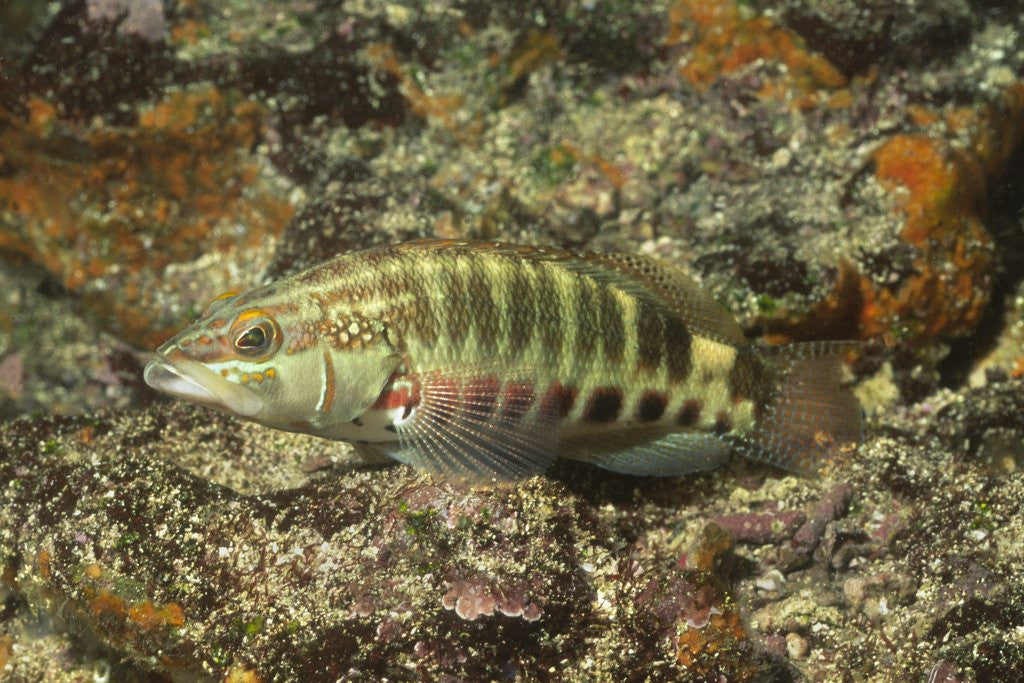 Detail of Barred Serrano by Corbis