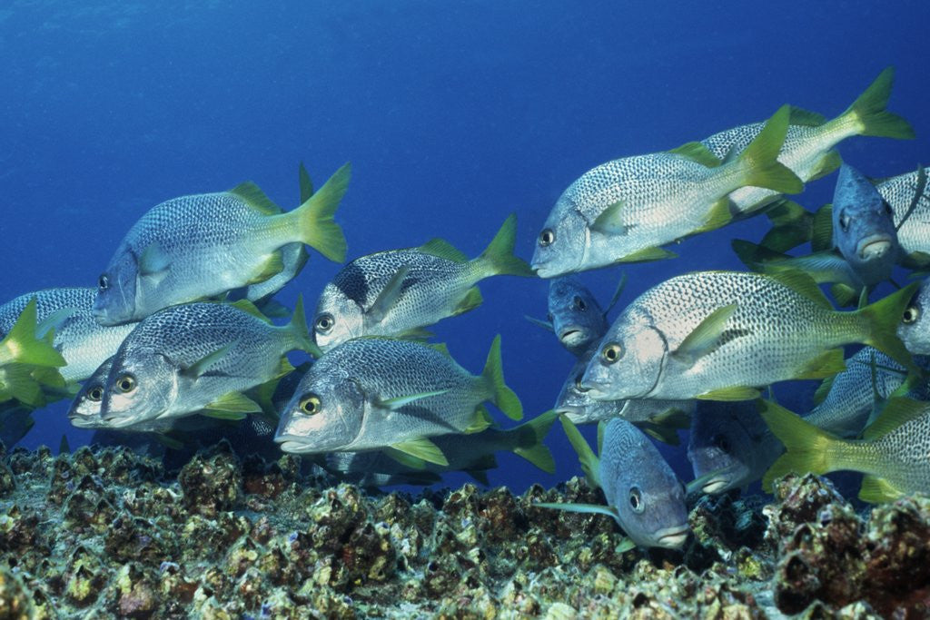 Detail of Yellowtail Grunt school by Anonymous