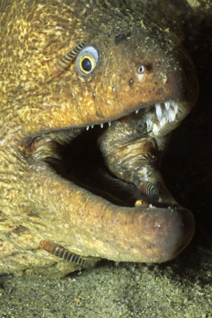 Panamic Green Moray Eel cleaned by Banded Cleaner Gobys by Corbis