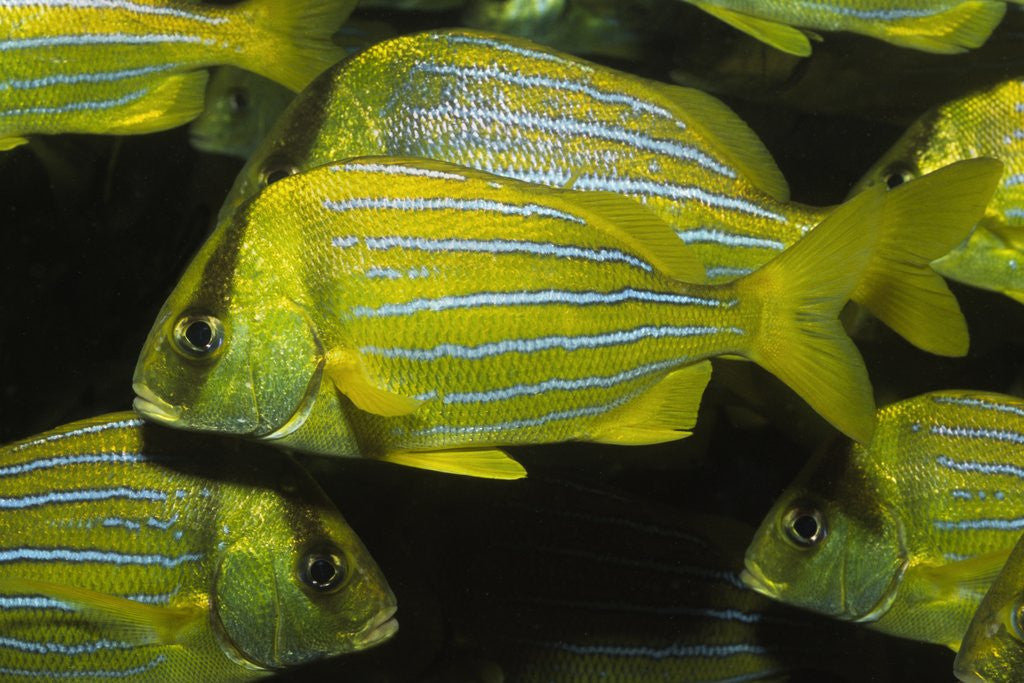 Detail of Panamic Porkfish by Anonymous