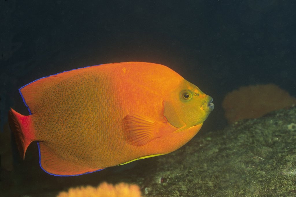 Detail of Clarion Angelfish by Anonymous
