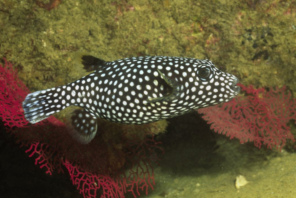 Detail of Guineafowl Puffer by Anonymous