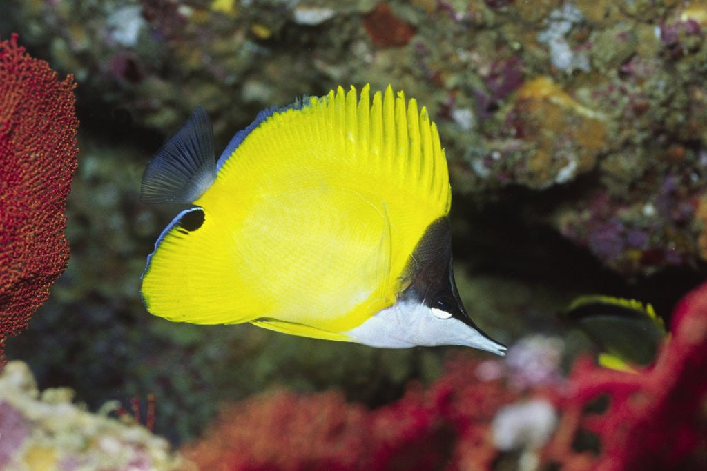 Detail of Longnose Butterflyfish by Anonymous