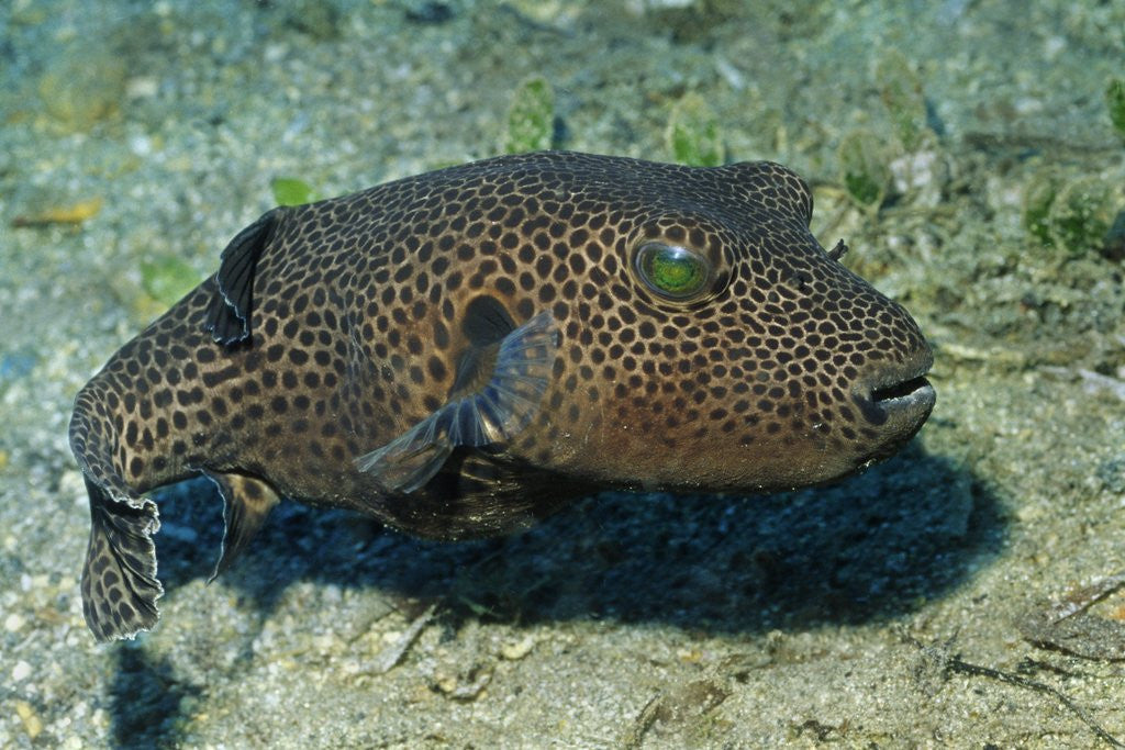 Detail of Star Puffer by Anonymous