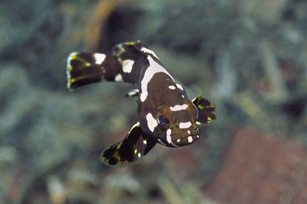 Detail of Juvenile Oriental Sweetlips by Anonymous